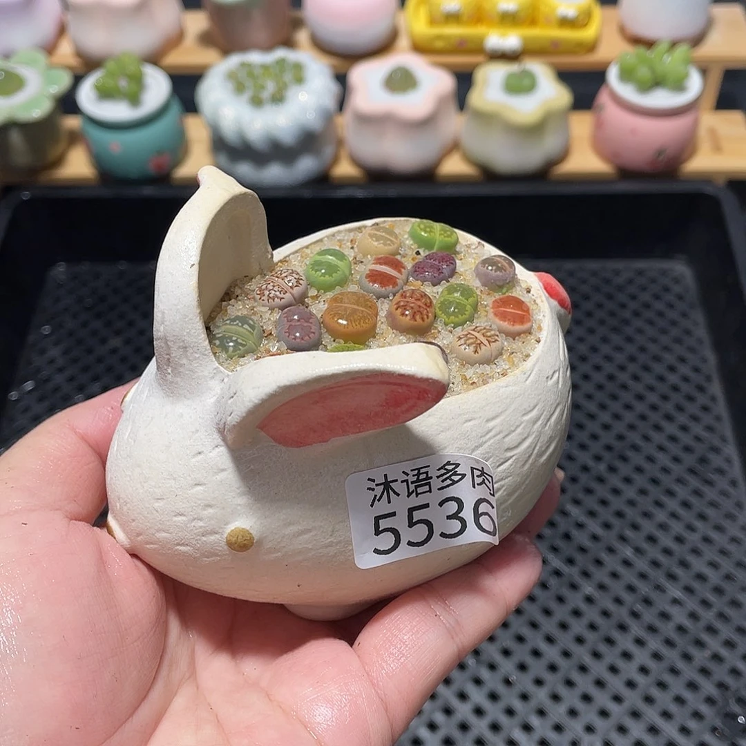 带盆土植物 一物一拍5536