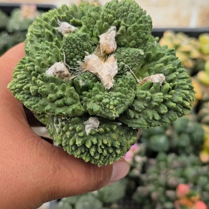 苗接黄体，尺寸9.5公分