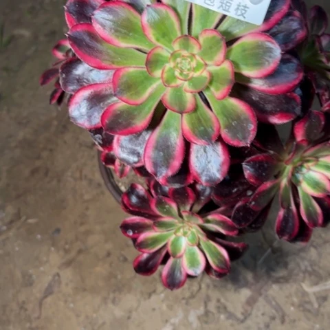 6756多肉植物法师法师