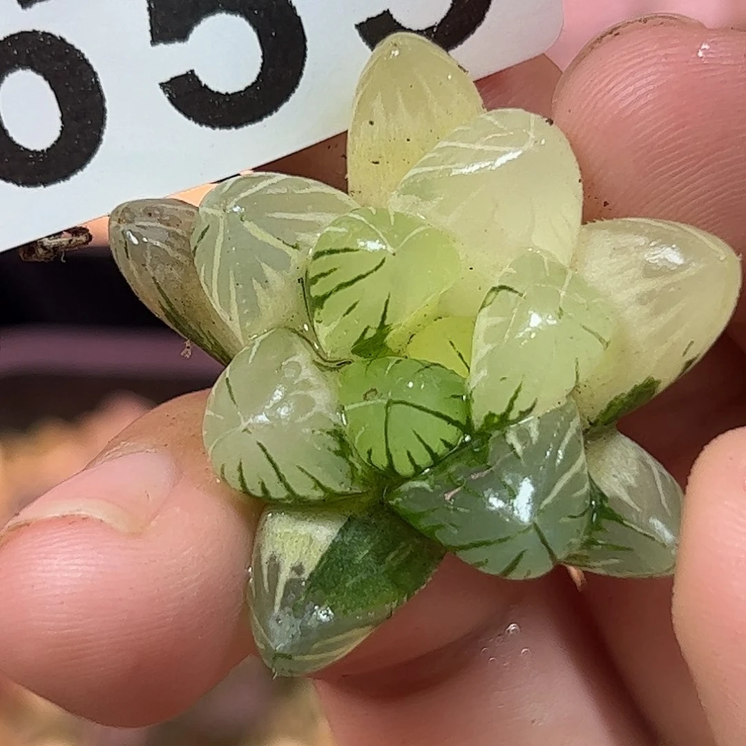 655红红火火恍恍惚惚