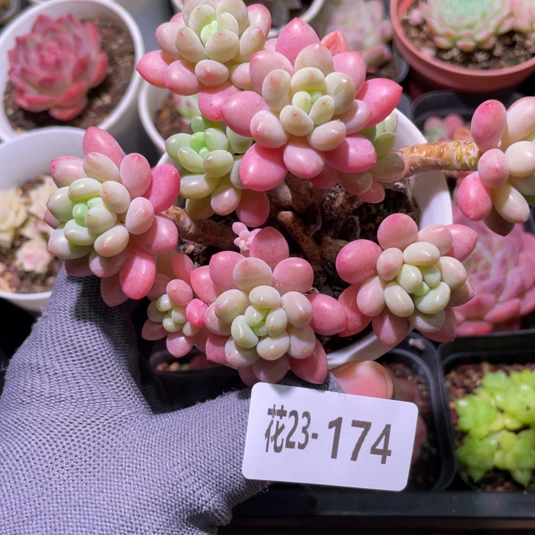 花利美23-174洛可可