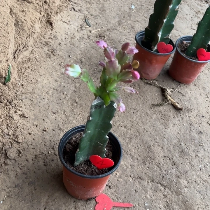 老***3当前无花栽培后可以开花083  4