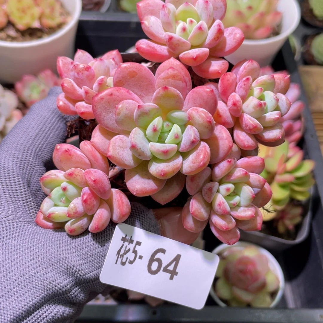 花利美 5-64新品