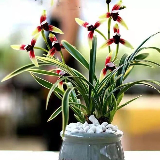 建兰浓香型金尊红颜（金边兰花）基地生长施肥种植春天