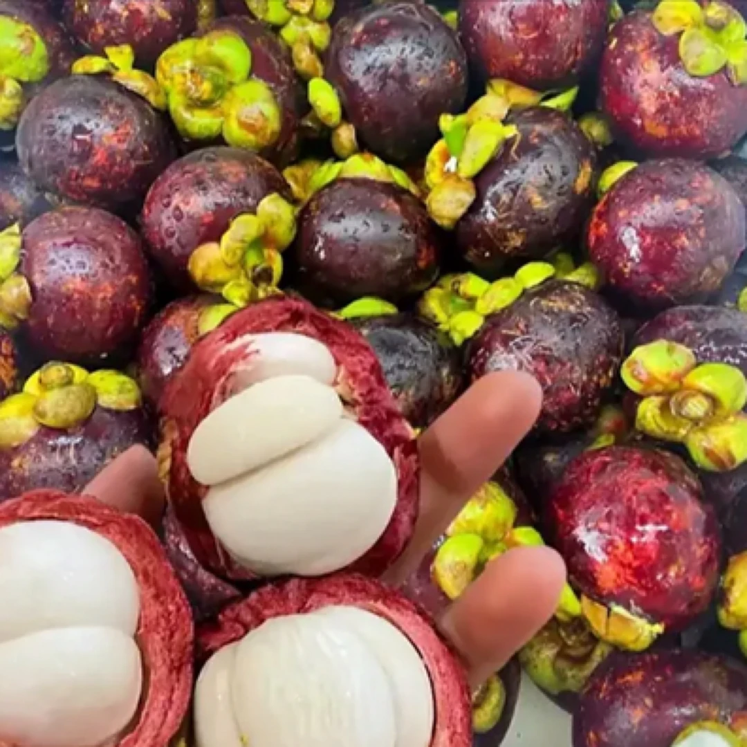 鹏子自营生鲜-山竹3-4A大果（带箱3斤装）白嫩多汁 顺丰包邮