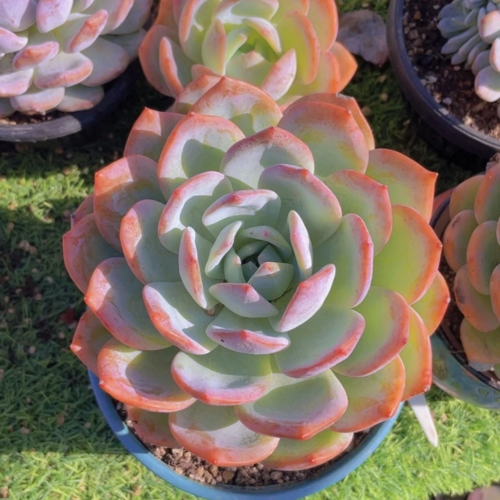 凤城出手捧花 本本