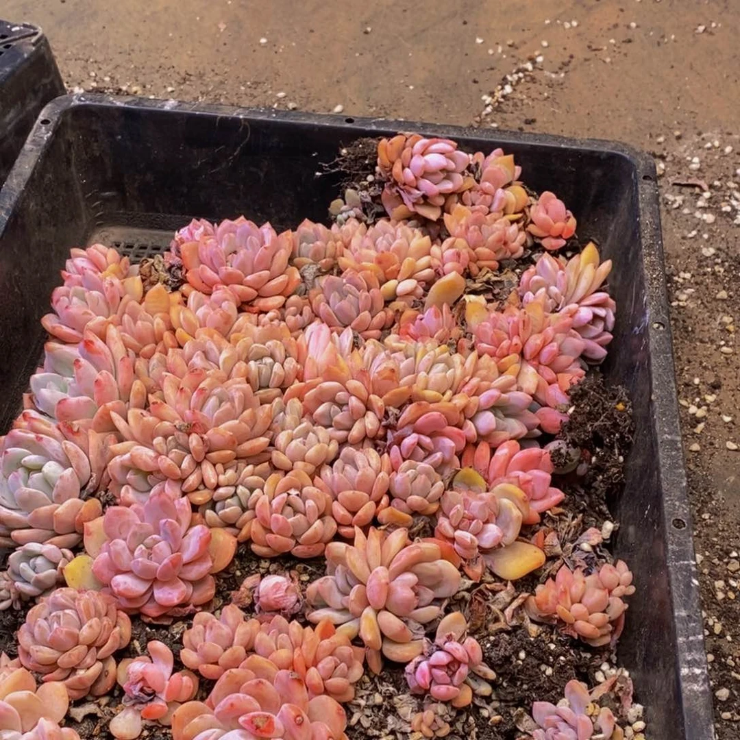 513多肉植物保护研究所所长