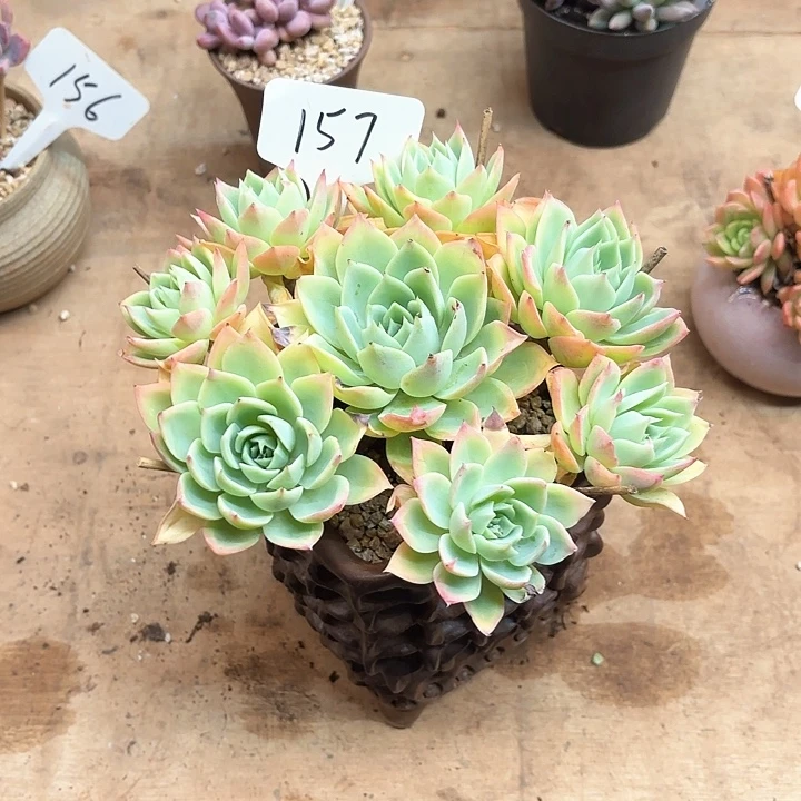 多肉植物，三色景157号