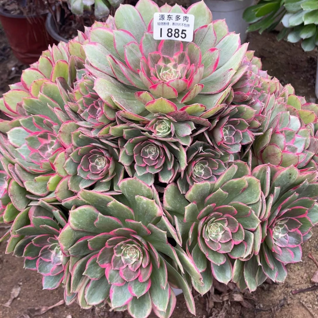 885粉花妖多肉法师断枝不包