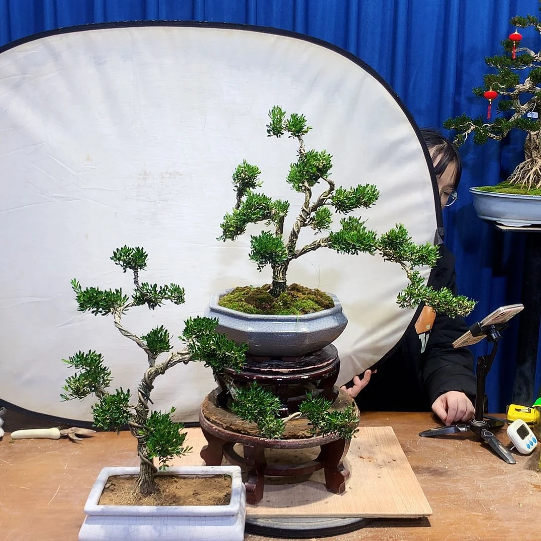 黄杨盆景一物一拍王*实