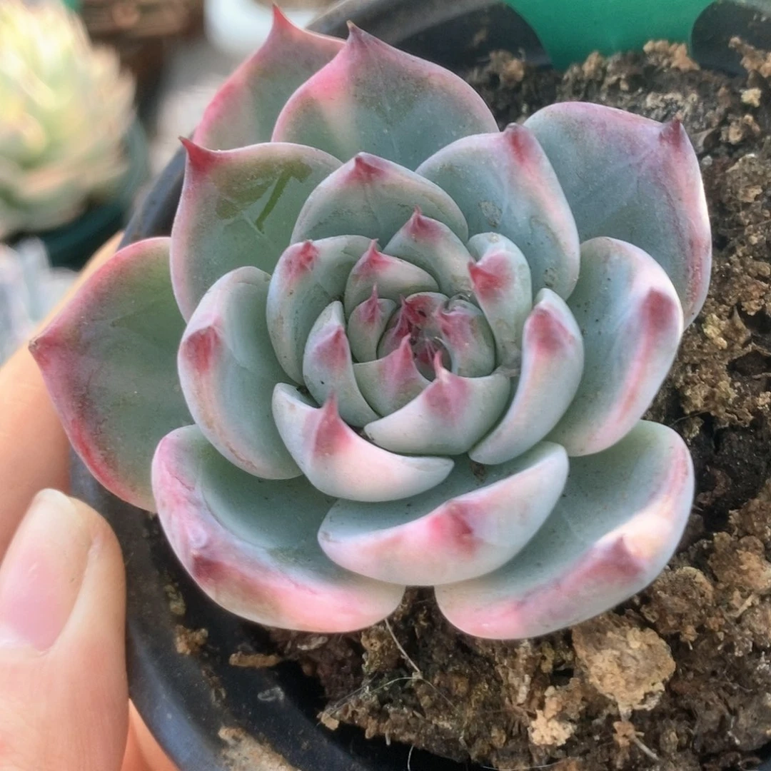 788锦锦锦锦锦锦锦