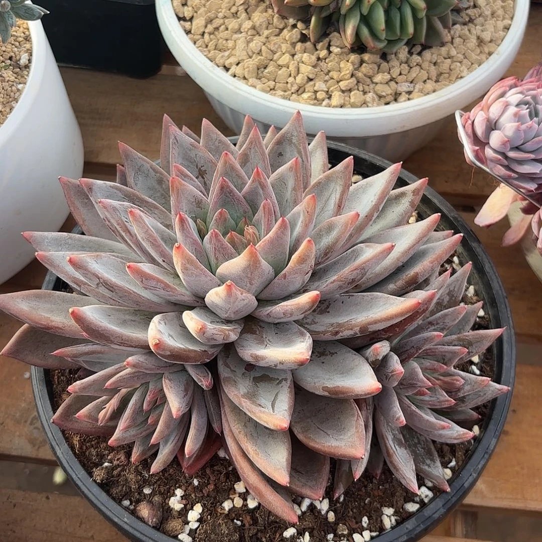 熊***销圣徒多肉植物多肉