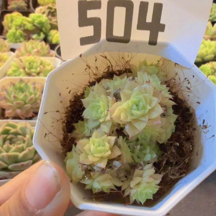 504，带盆带土发货