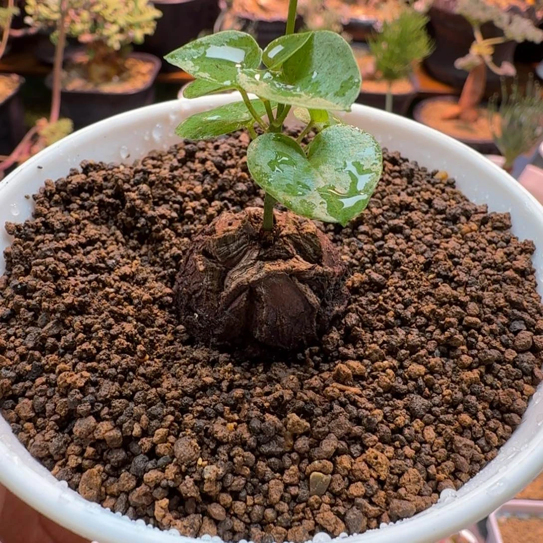 龟甲龙940 仙人掌