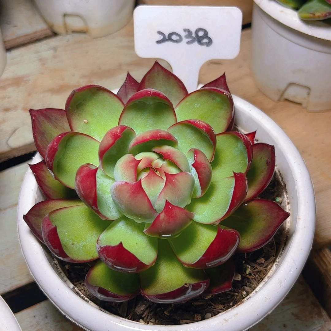 惊鸿仙子福利2038号