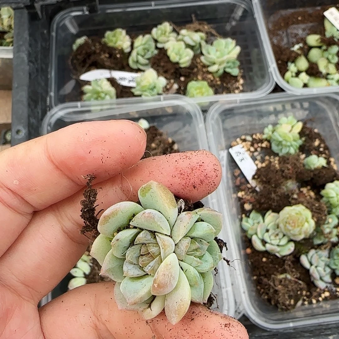 晴*儿如沁盆一个满25包邮