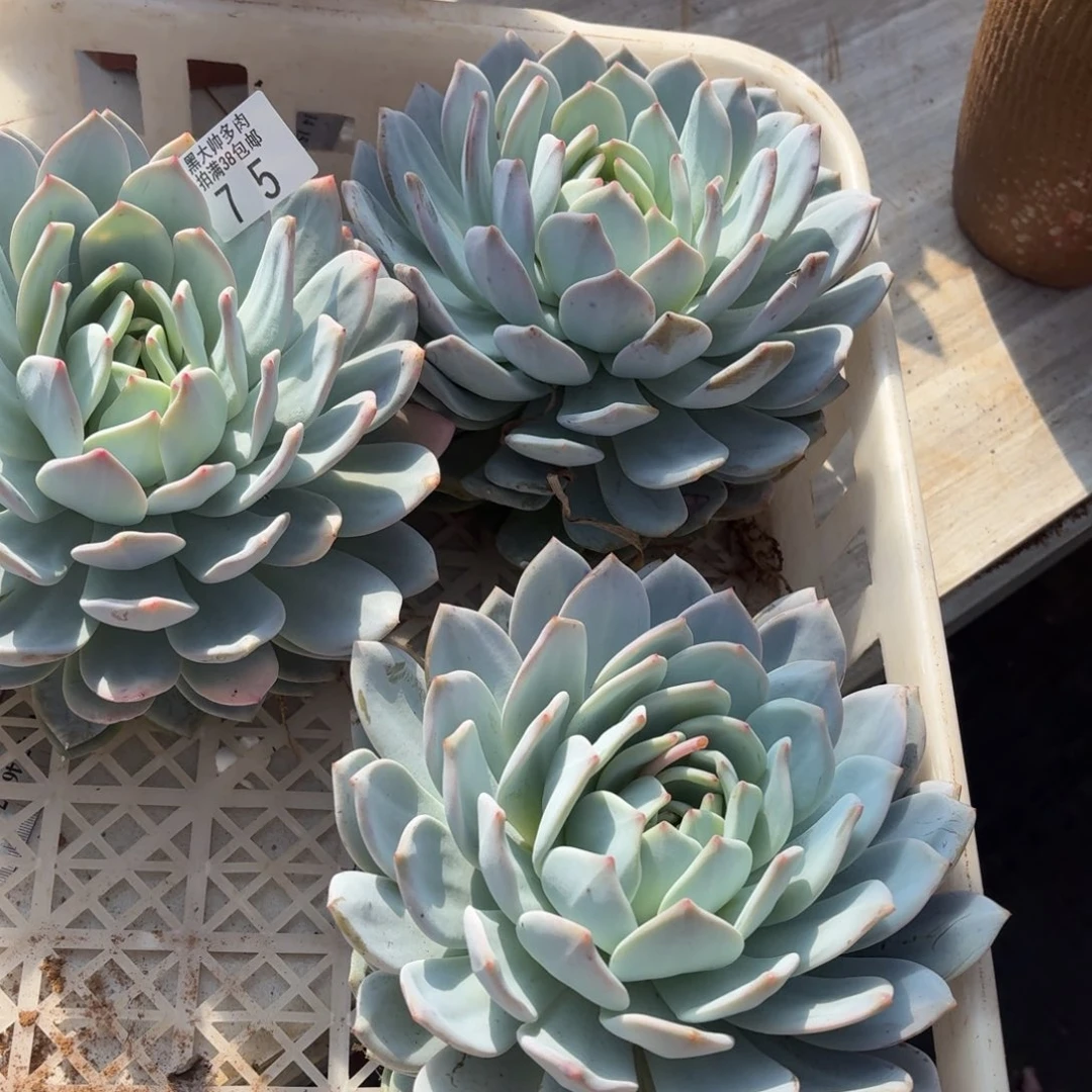 K***L黑大帅多肉75橙子三颗