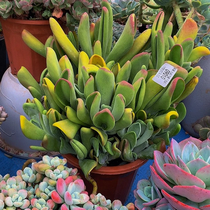 ****~   火狐狸多肉09010