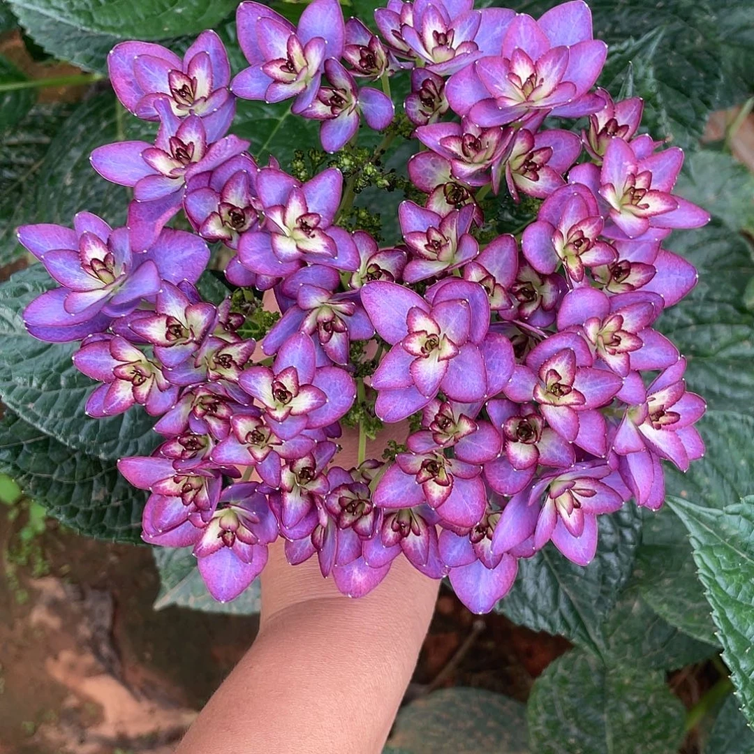 绣球切花一物一拍3枝起包邮，178