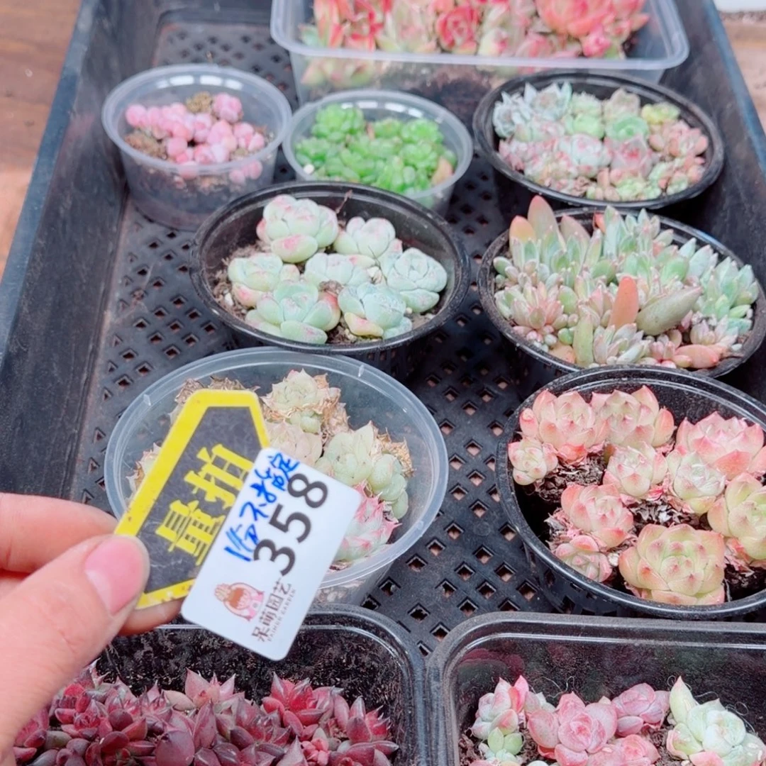 多肉植物多肉植物