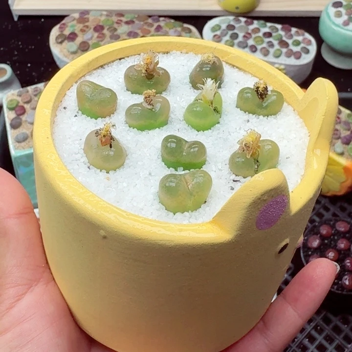 零下地区记得拍保温箱7027