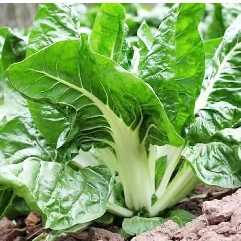 白梗大叶牛皮菜种子厚皮菜根达菜种籽庭院阳台盆栽蔬菜种孑四季播