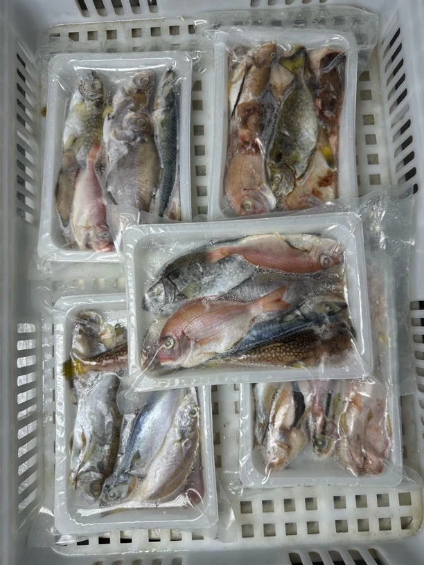 【浅海杂鱼】潮汕资记 神泉港直播间鱼套餐