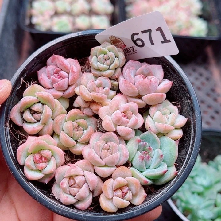 多肉植物多肉植物