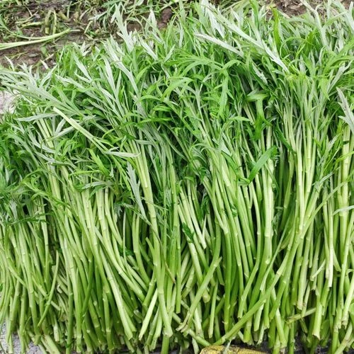 江西鄱阳湖黎蒿  新鲜2斤带叶  农家黎蒿腊肉