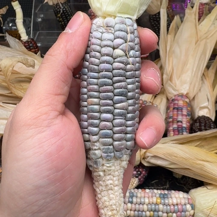 柏香籽/百香籽吊坠是****?