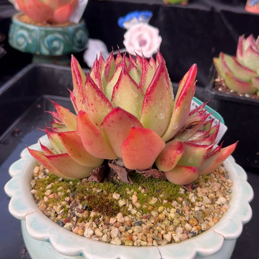 从前慢花园多肉编号1209-30