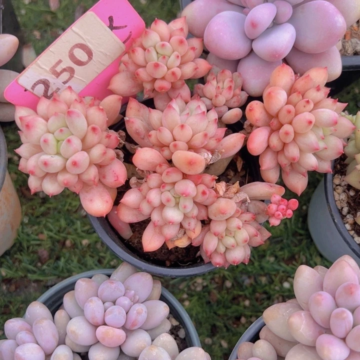 健健康康平平安安