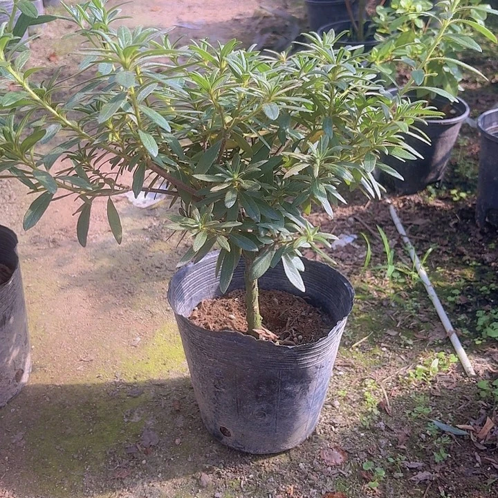 完全开放岸牡丹一物一拍