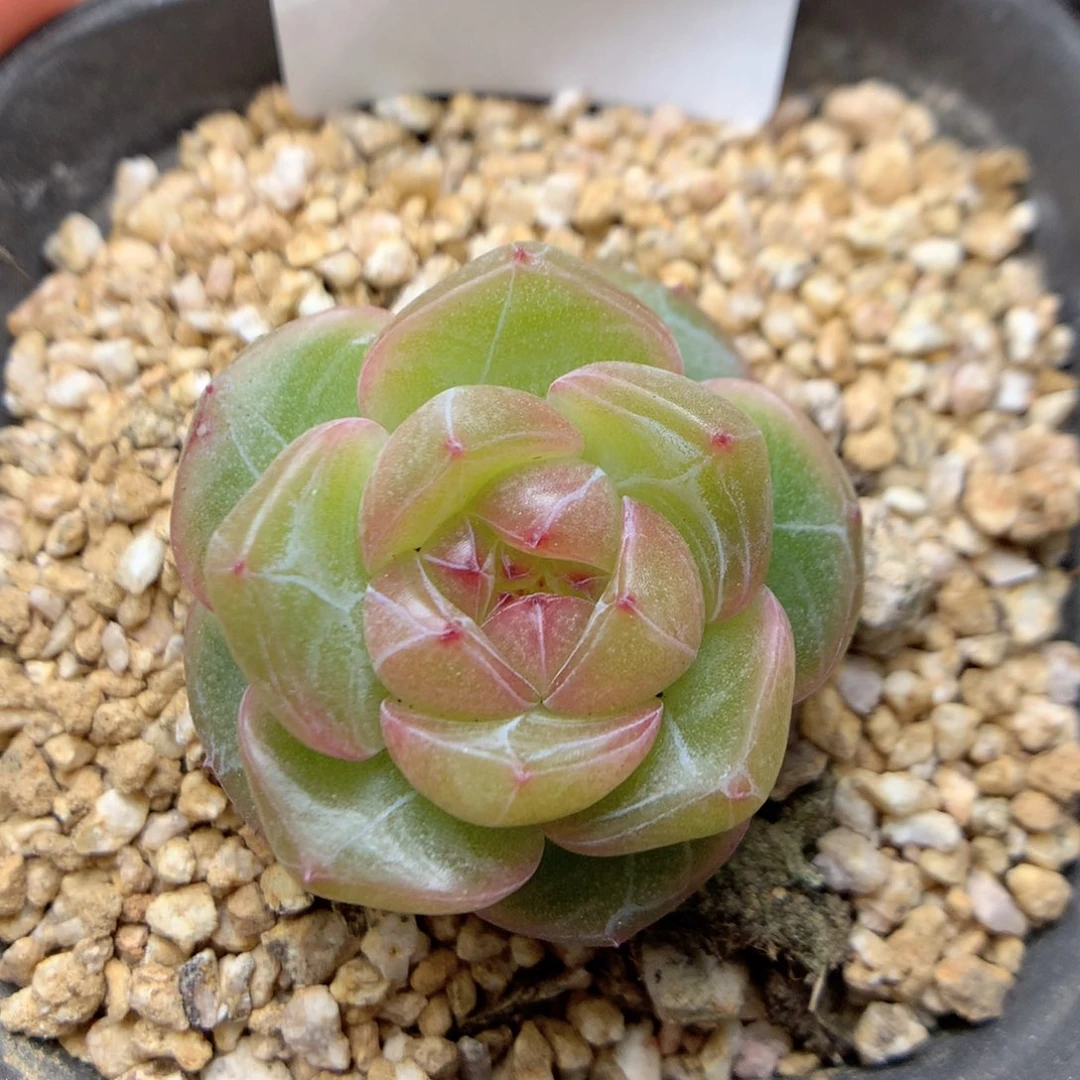 C48优选珍妮y y y y y y y y