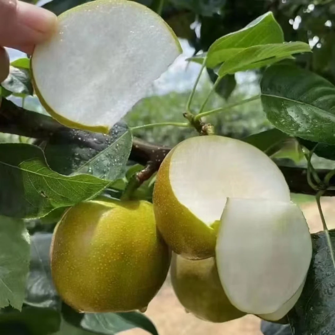 【枫香悠果】 砀山青皮花蜜梨4.5斤 普通快递 新鲜采摘脆甜解渴
