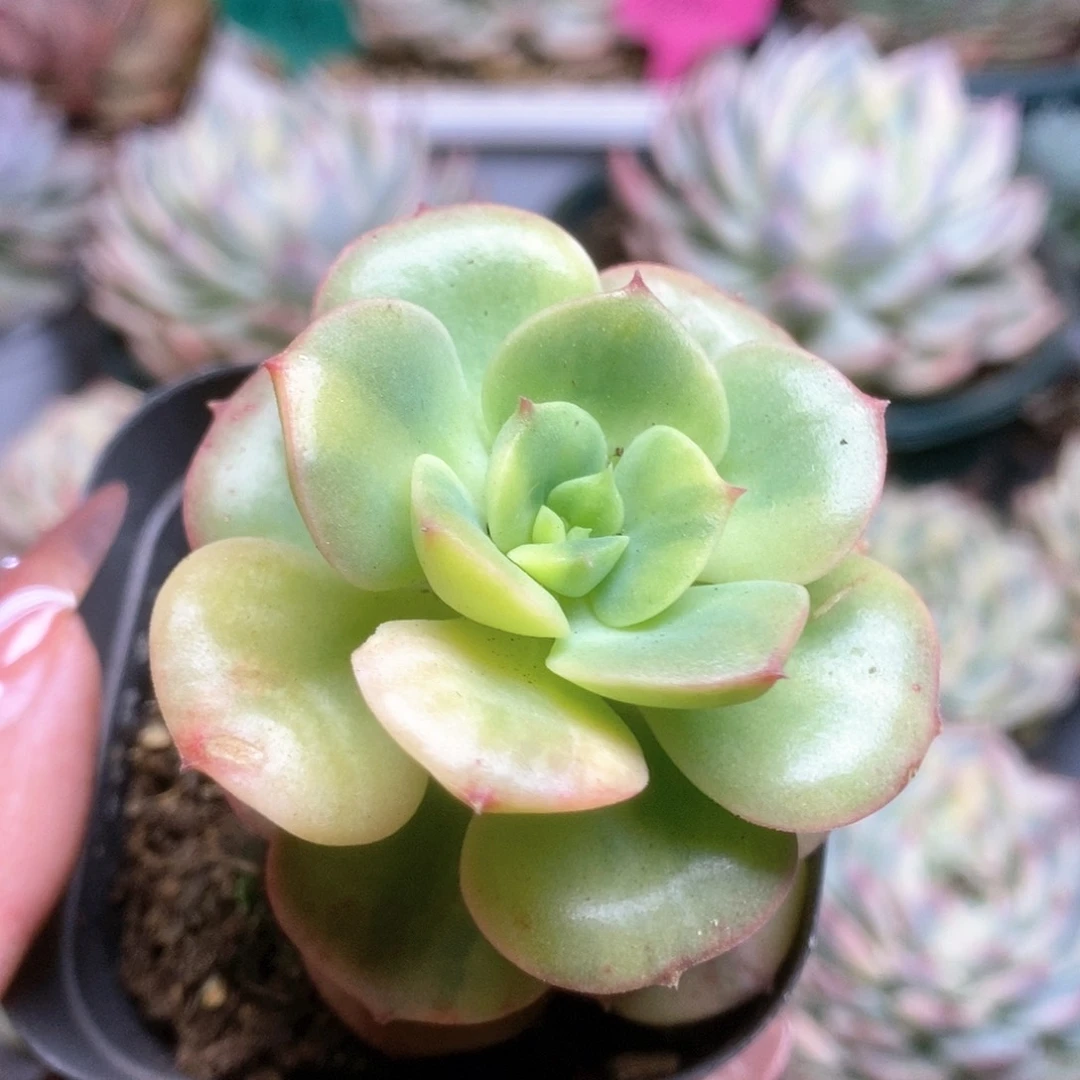 078尼克沙拉锦锦锦锦锦