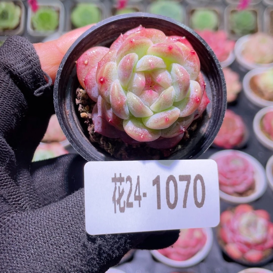 花利美24-1070新品