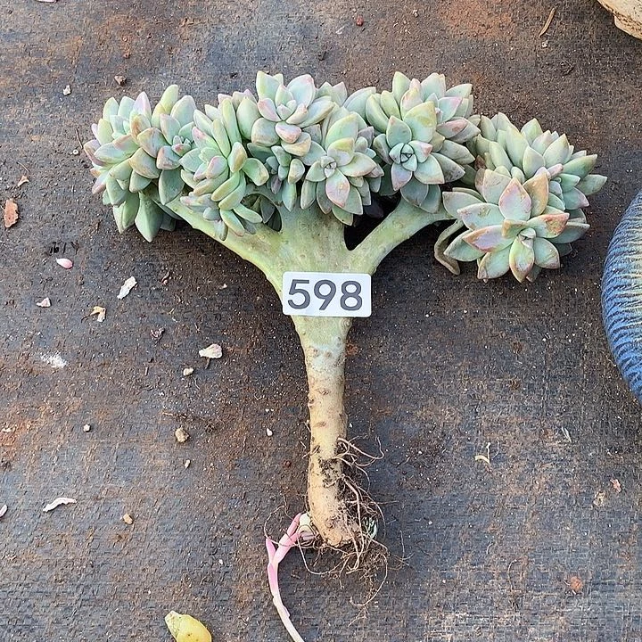 598淡雪缀 一物一拍多肉