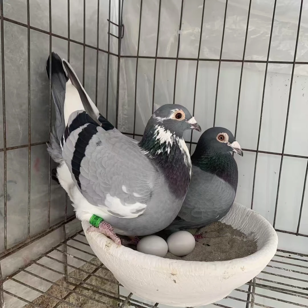 宠物鸟花色鸟赛鸟观赏鸽宠物鹦鹉信鸽石膏窝