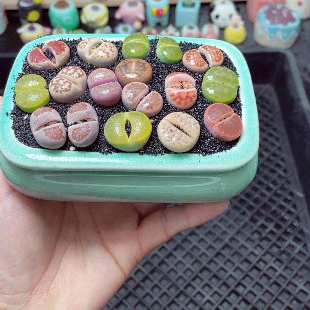 w5094 带盆土发货-零下地区拍保温箱