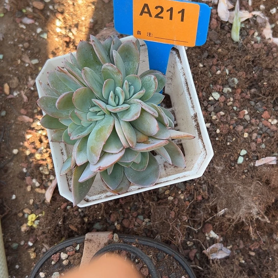 如***道多肉植物一物一拍