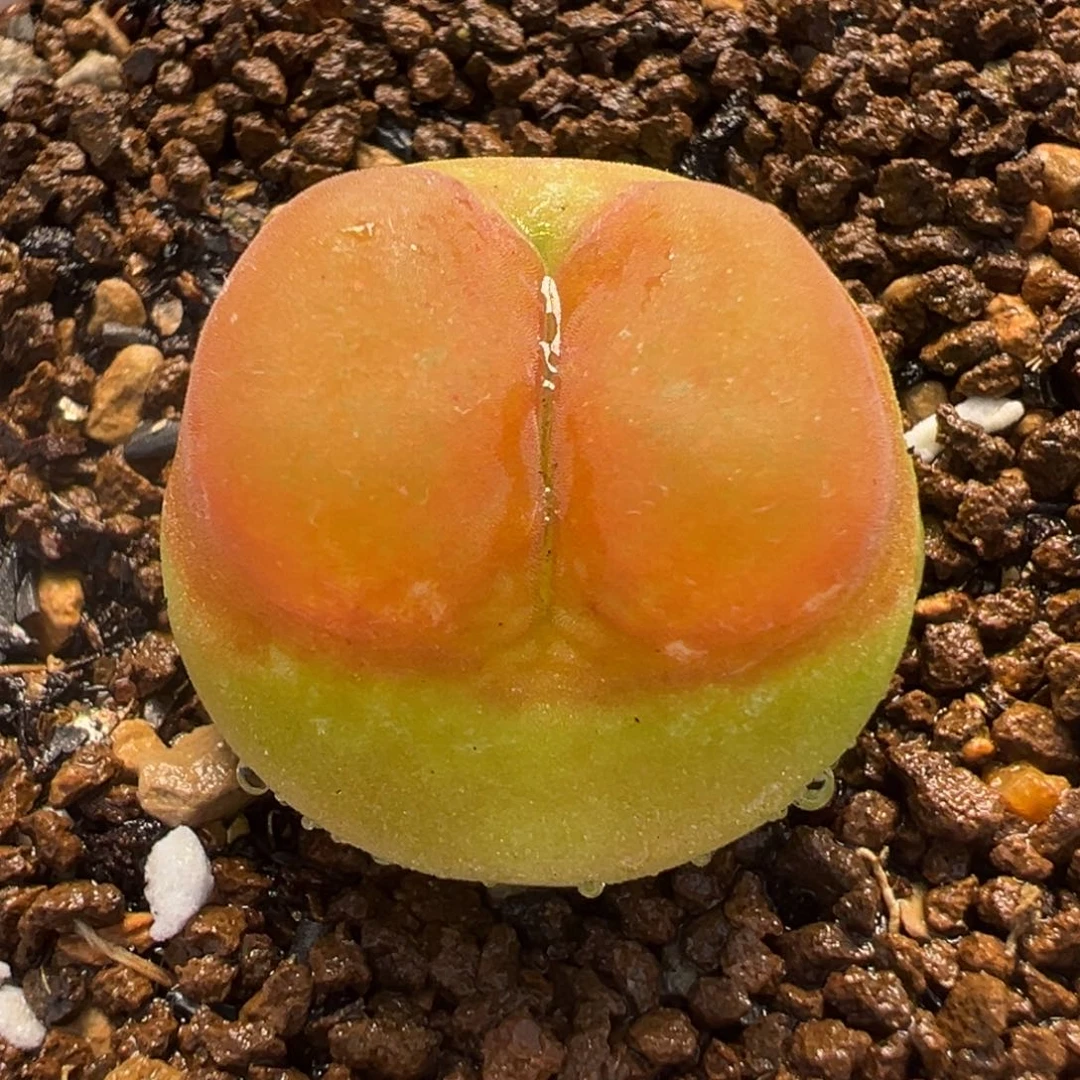 水蜜桃多肉植物盆栽栽培