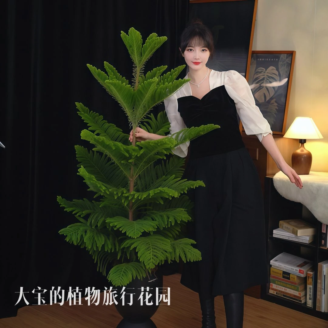 【节日氛围南洋杉】圣诞树高端绿植网红落地客厅盆栽四季常青