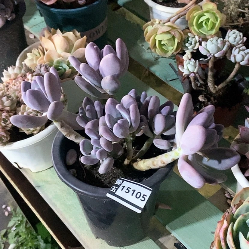 【闪购商品】圥**妈桃美人15105