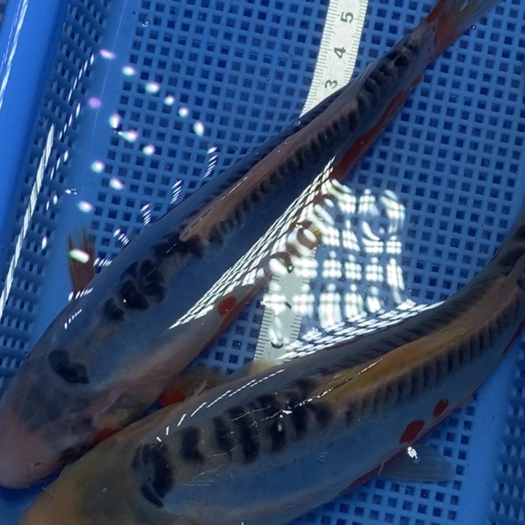 锦鲤冷水锦鲤包邮