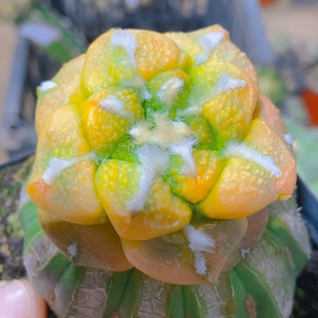 无花朵福利大尤连山牡丹锦010