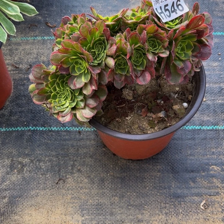 546多肉植物一物一拍