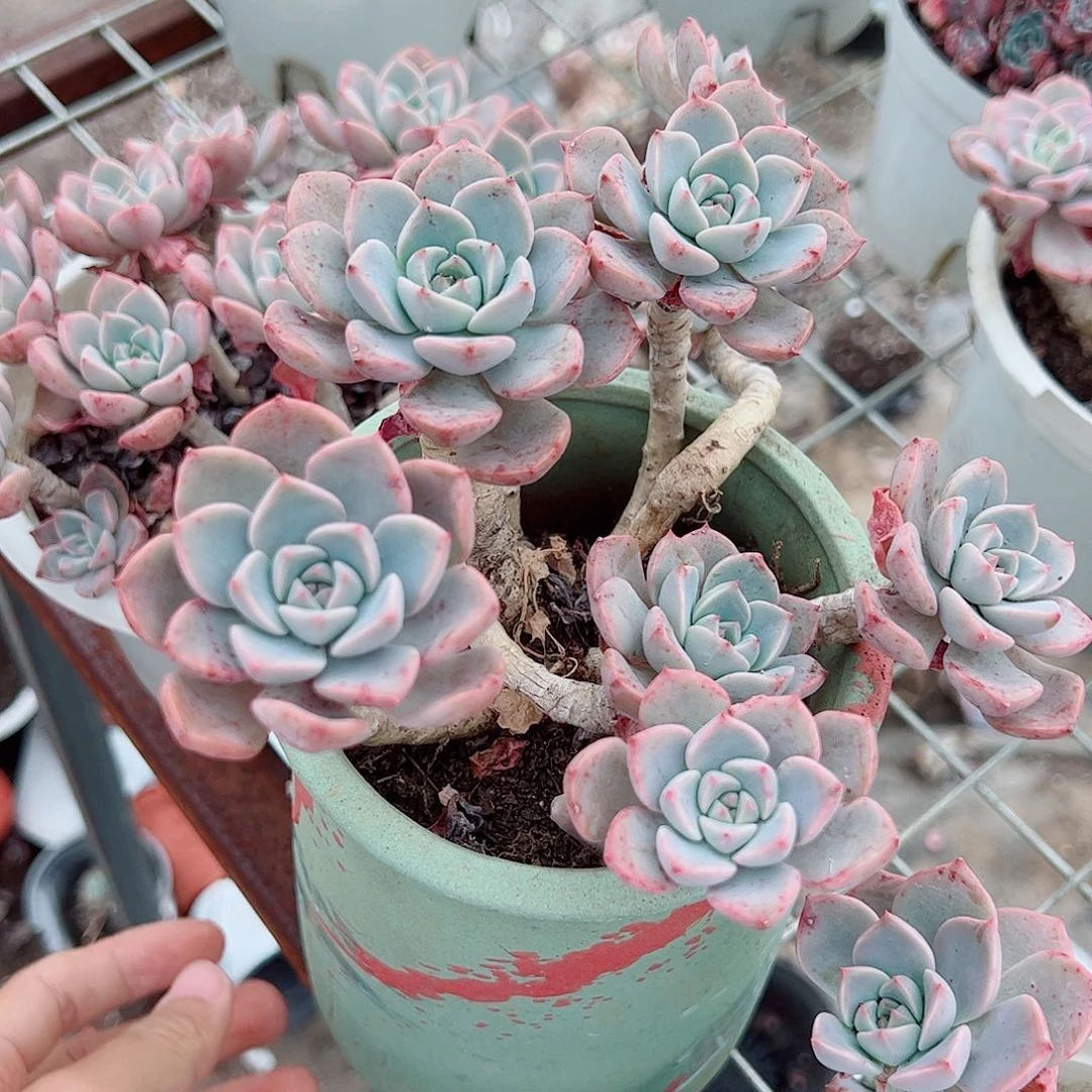 红粉佳人多肉植物老桩两盆
