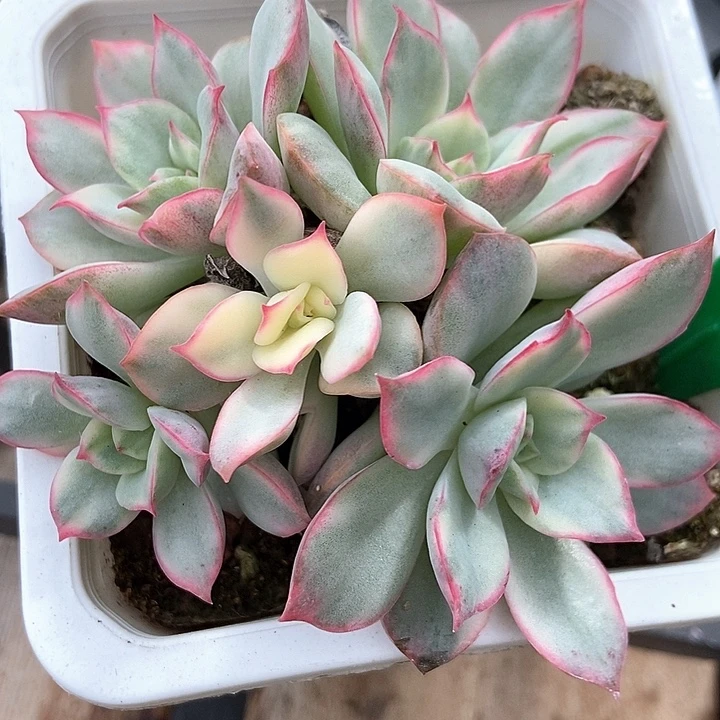 多肉植物月光女神锦986