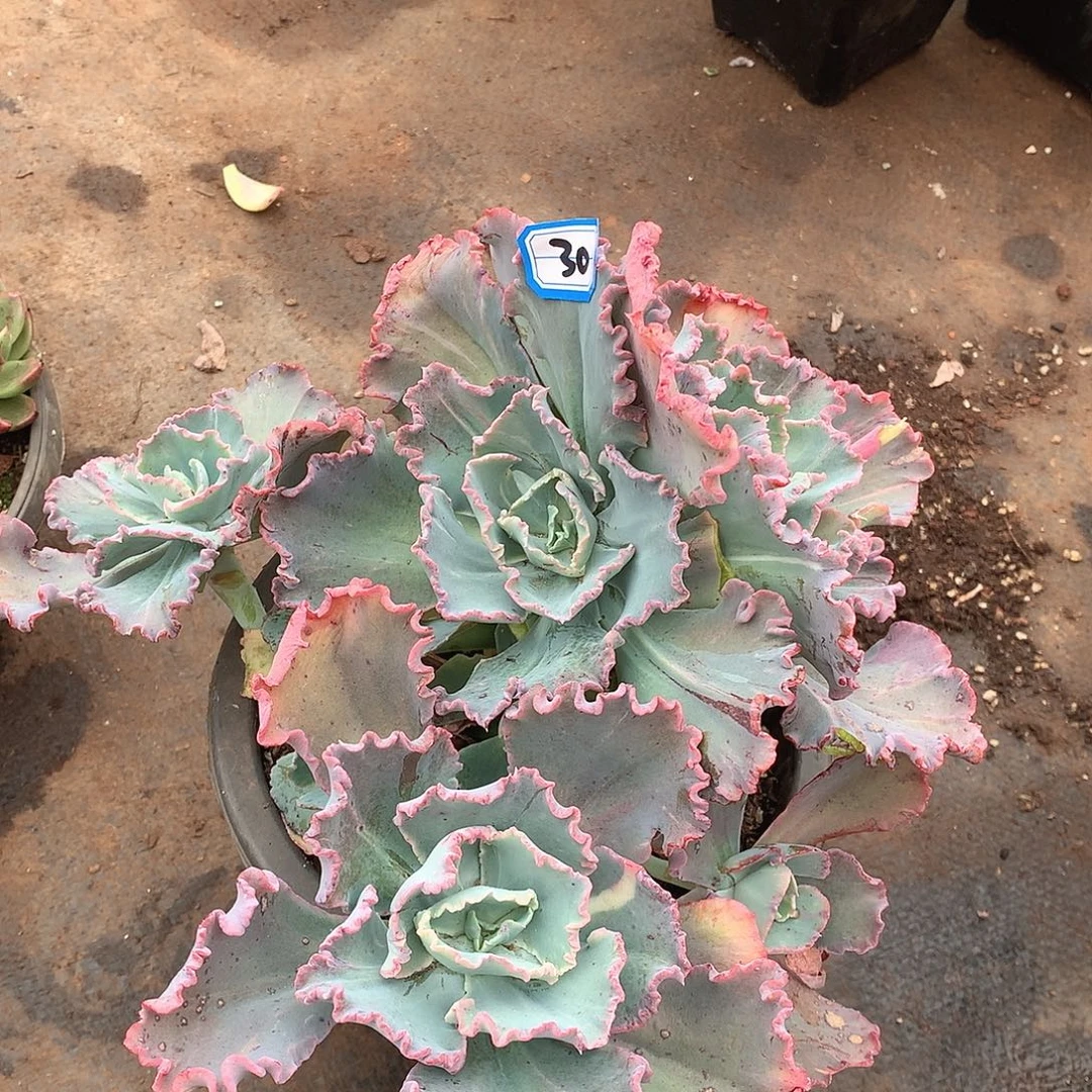 30舞会一物一拍多肉